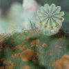 Anke Purmer